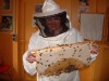 Leben und Sprache der Bienen