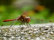 Insekten auf der Spur 1