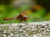 Insekten auf der Spur 1