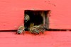 Das Imkereiprojekt: Fleißige Bienen